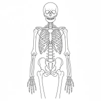 human skeleton with bones and joints