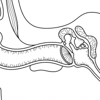Human ear canal with hairs and bones