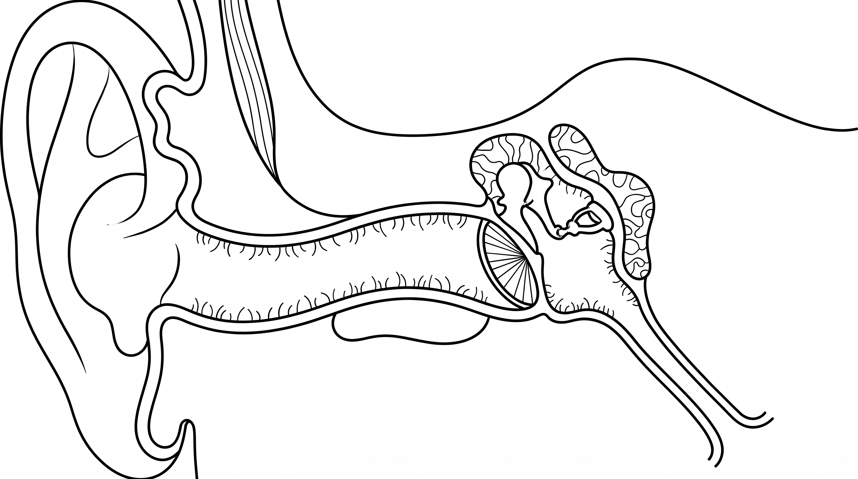Human ear canal with hairs and bones coloring page to print