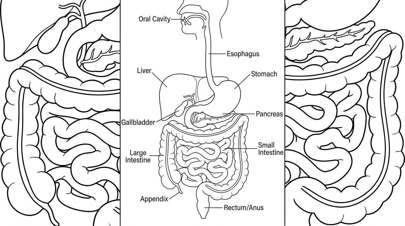 detailed diagram of the human digestive system coloring page to print
