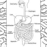 detailed diagram of the human digestive system