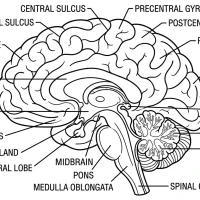 A detailed diagram of a human brain with labeled parts.
