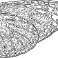 A detailed illustration of a butterfly's wing showing patterns and textures.