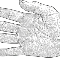 detailed human hand with fingers and nails