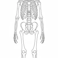 human skeleton front view with all bones